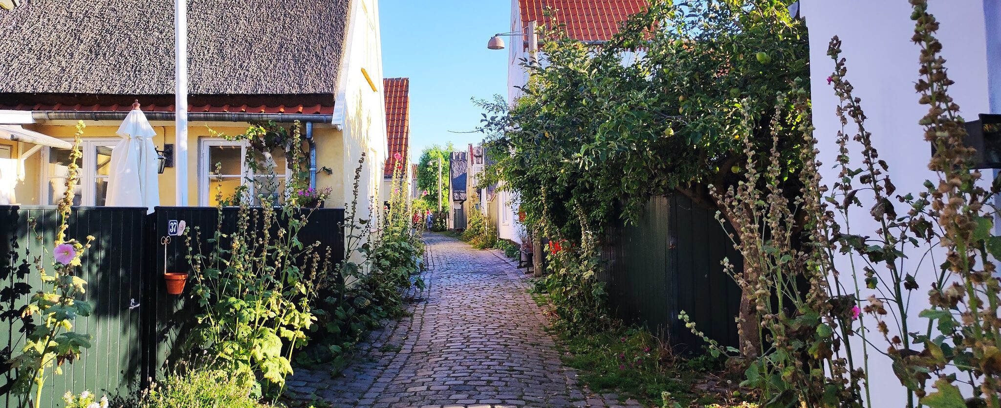 A picture of a narrow cobblestone side-street in Dragør, with copious vegetation and several houses. The house on the left is most visible, it is yellow, and has a straw-covered roof.